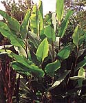 Canna "Musafolia"